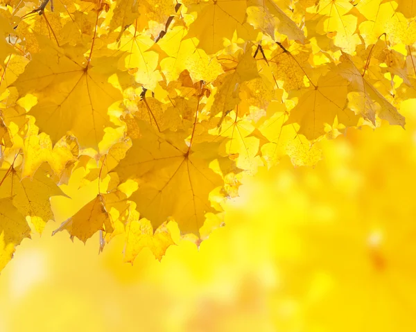 Осенний желтый цвет листьев — стоковое фото