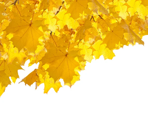 Herfst gele bladeren achtergrond — Stockfoto