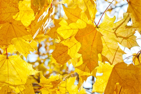 秋の黄色い葉の背景 — ストック写真