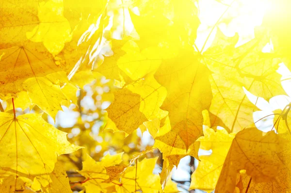 Podzimní žluté listy pozadí — Stock fotografie