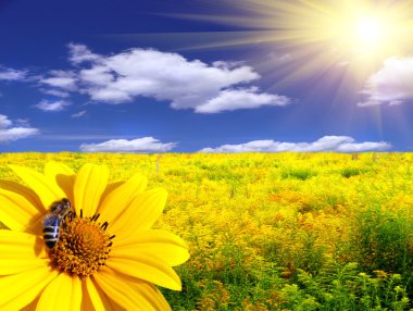 Arı flowe üzerinde
