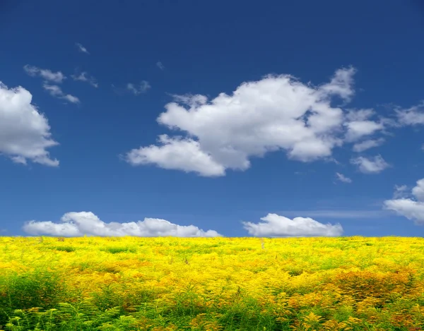 Łąka żółty — Zdjęcie stockowe