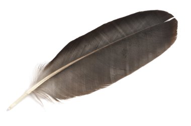 Feather clipart