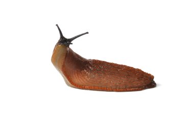 İspanyol slug