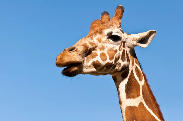 stock image Giraffe