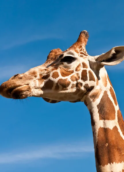 stock image Giraffe