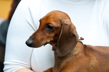 Dachshund Köpek