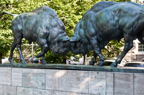Two buffalo — Stock Photo, Image