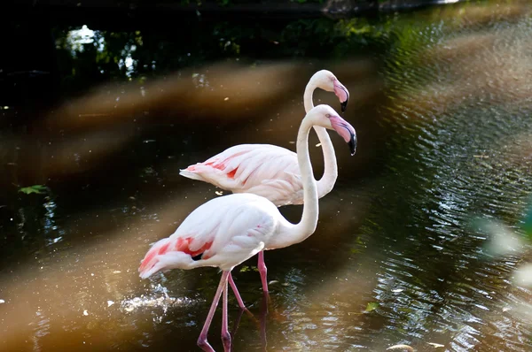 stock image Flamingo