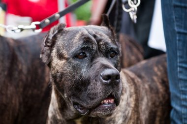 İngiliz mastiff