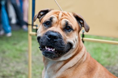 İngiliz mastiff