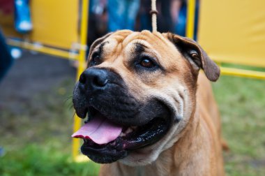 İngiliz mastiff