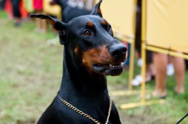 Doberman Pinscher clipart