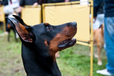 Doberman Pinscher