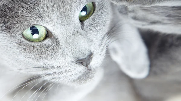 Gray pussy cat — Stock Photo, Image