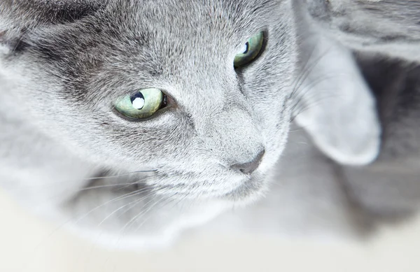 Gray pussy cat — Stock Photo, Image