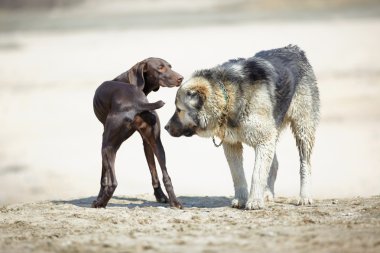 İki köpek.