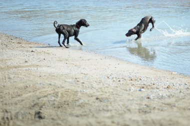 iki köpek oynama