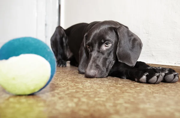 Köpek ve topu — Stok fotoğraf