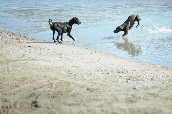 Two dogs playing — Stock Photo, Image
