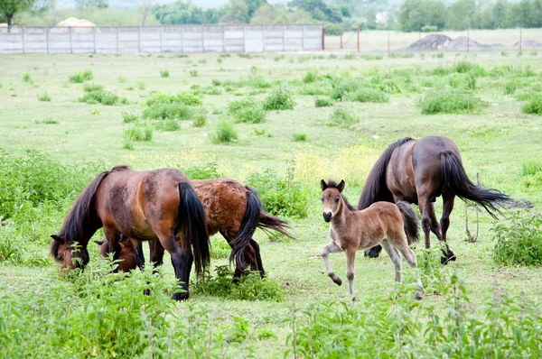 Pferdefamilie auf der Weide — Stockfoto