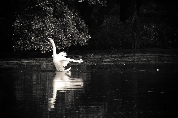 Zwaan zeilen op het meer in een bos — Stockfoto