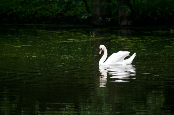 Swan sailing on the lake in a forest — Stock Photo, Image
