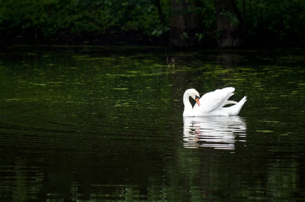 天鹅在森林里的湖面上航行 — 图库照片