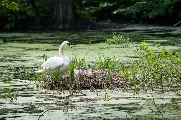 Swan and chicks in the nest — Stock Photo, Image