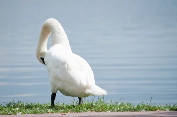 Único cisne branco na margem do lago — Fotografia de Stock