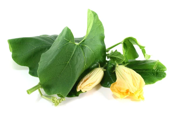Гарбузовий цвіт з листям — стокове фото