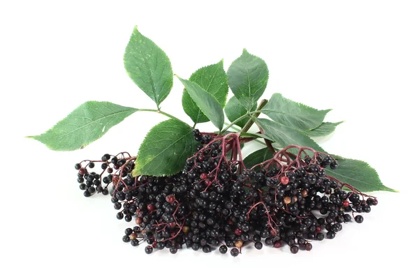 stock image Elder berries
