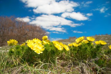 Sarı çiçekler (Adonis vernalis)