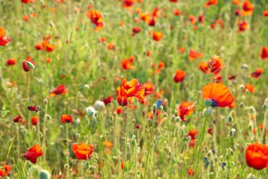 Poppies on the field clipart