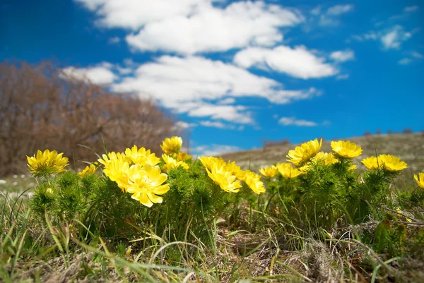 Flores amarelas (Adonis vernalis ) — Fotografia de Stock
