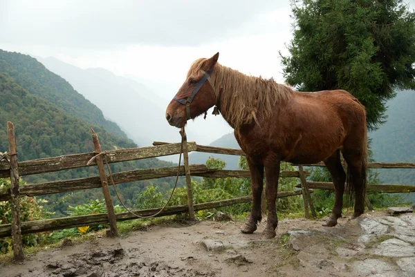 Kırmızı at — Stok fotoğraf