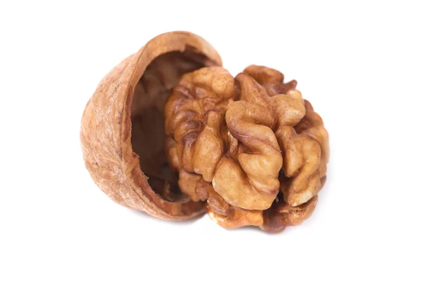 Ořech a shell — Stock fotografie
