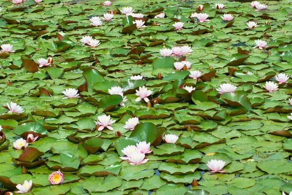 stock image Water lily