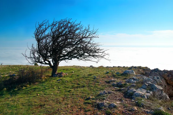 Ensamt träd med moln — Stockfoto