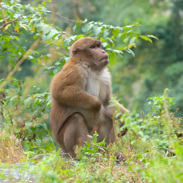 Μαϊμού στην άγρια φύση — Φωτογραφία Αρχείου