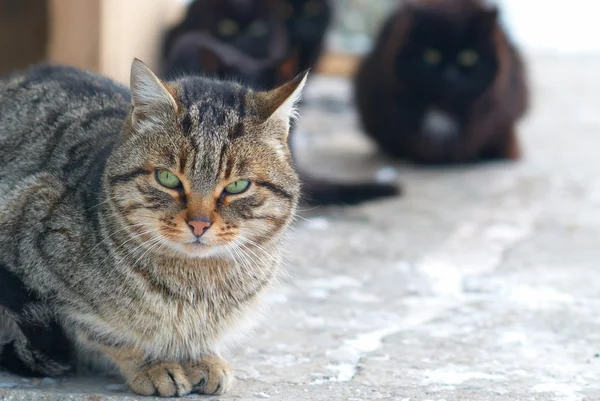 กลุ่มแมว — ภาพถ่ายสต็อก