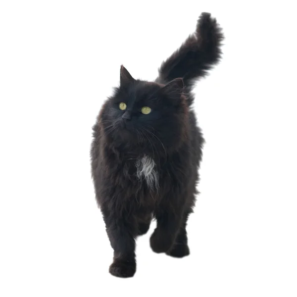 Vahşi kara kedi — Stok fotoğraf