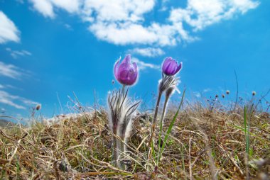 Çiçek Pasqueflower (Pulsatilla patens)