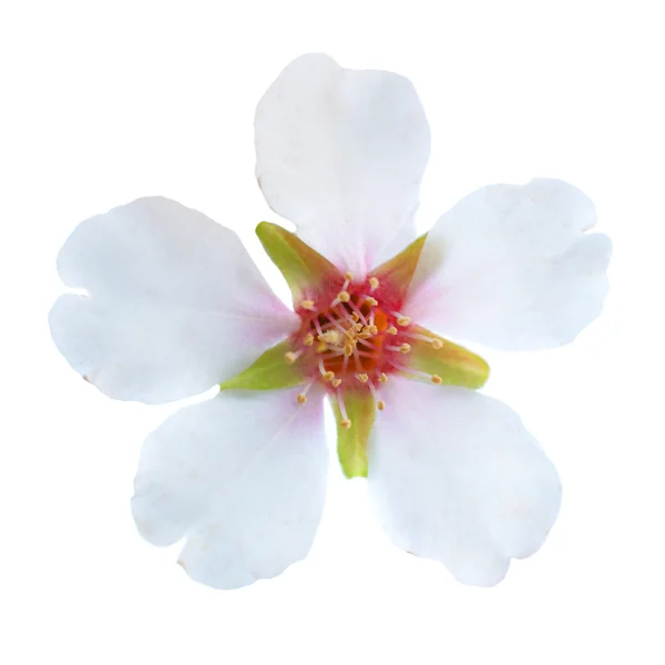Mandle bílé květy — Stock fotografie