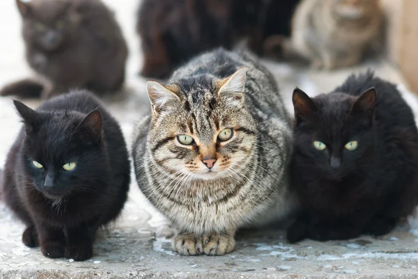 集团的猫 — 图库照片