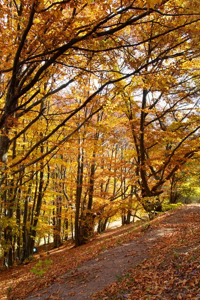Straße im Herbstwald — Stockfoto