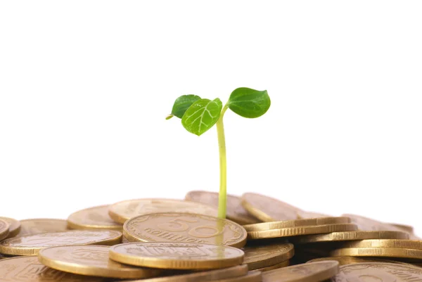 Green plant growing from the coins — Stock Photo, Image