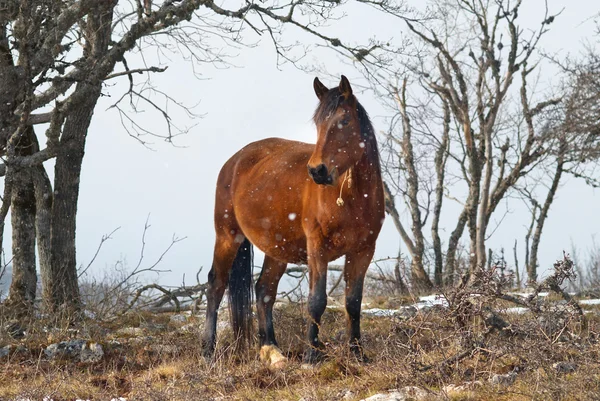 Röd häst på fältet — Stockfoto