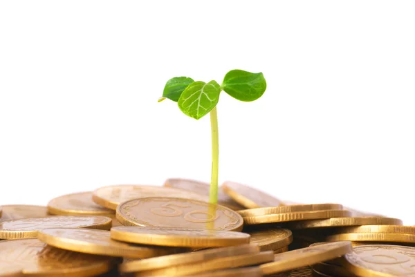 Green plant growing from the coins — Stock Photo, Image