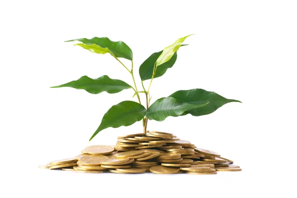 stock image Green plant growing from the coins